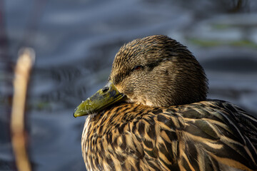 Mallard or wild duck, Anas platyrhynchos. A duck - close up.