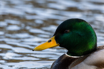 Mallard or wild duck, Anas platyrhynchos. A duck - close up.