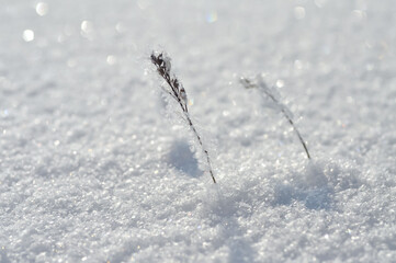 Thin dried plants covered in frost stand gracefully against a bright, sparkling snowy backdrop. The...