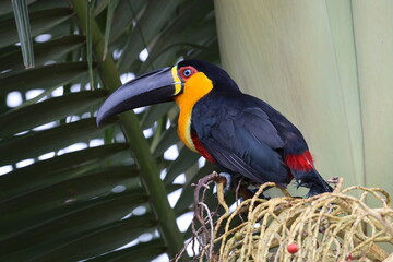 Tucano