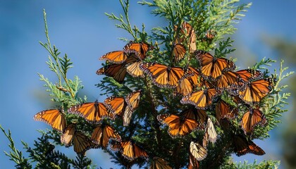 Fototapeta premium Striking Gathering of Monarch Butterflies Resting on a Lush Eastern Red Cedar Tree, Against the Backdrop of a Frosty Winter Landscape