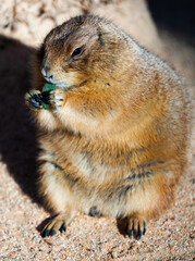 Black tailed prairie dog eating grass (Cynomys ludovicianus)