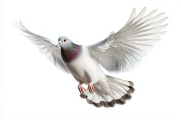 Obraz premium White pigeon with a black and green head is flying in the air