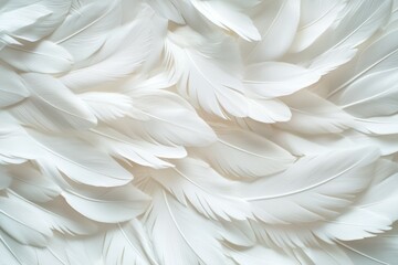 Close up of white feathers, creating a sense of lightness and delicacy