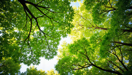 Fototapeta premium Green tree canopy against bright sky