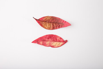 arrangement of natural objects on white background. two red autumn leaves. Nature supplies for...