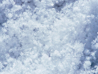 降り積もったばかりの新雪40