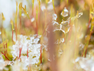 溶けた雪が苔の芽に水滴を作る05