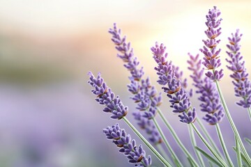 Naklejka premium Blooming lavender flowers in serene sunset landscape