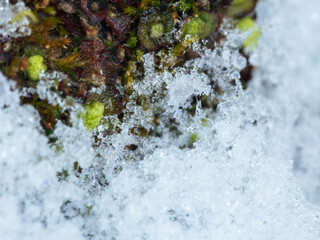 氷付いた苔のアップ02