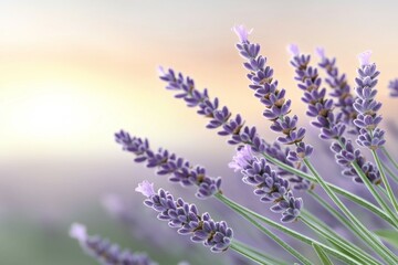 Obraz premium Lavender flowers in bloom against a soft pastel sky