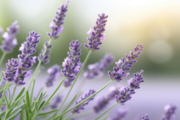 Obraz premium Vibrant lavender blooms in sunlit garden