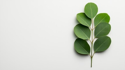 Fototapeta premium Green Eucalyptus Sprig on Light Gray Background