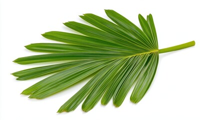 Green Leaf With Yellow Spots On White Background