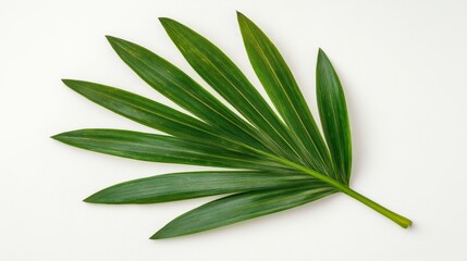 Obraz premium Green Leaf With Yellow Speckles On White Textured Background