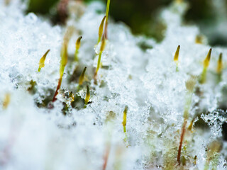 苔の上で雪が溶けて凍りつくアップ11