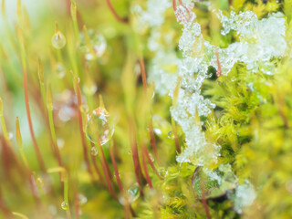 溶けた雪が苔の芽に水滴を作る18