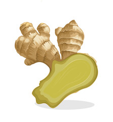 Illustration of ginger rhizome, isolated on white background.