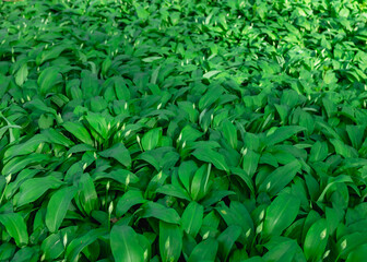 Wild garlic field before blooming at march