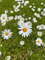 Fototapeta premium A beautiful close-up of white daisies with yellow centers blooming in a lush green meadow. The sharp focus on the central daisy highlights delicate petals and the softly blurred background