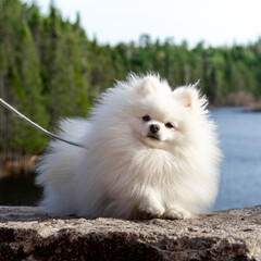 white pomeranian dog