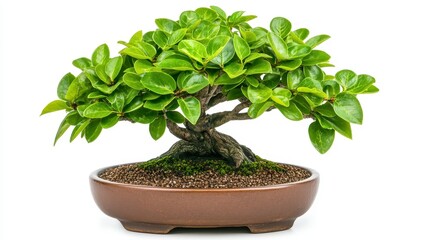 Lush Green Bonsai Tree in Brown Ceramic Pot Against White Background