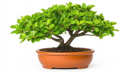 Lush Green Bonsai Tree In Terracotta Pot On White Background