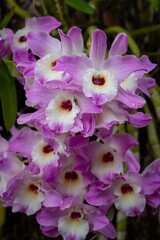 Orchids