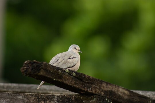 Picui turtledove