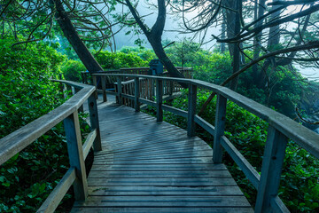 Elevated boardwalk through an Ancient Forest in the mist, Pacific Rim national park, Vancouver Island, Canada.