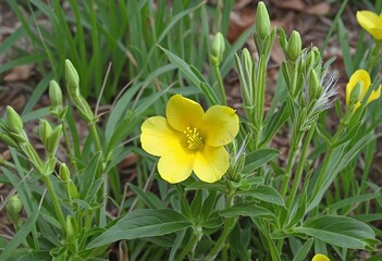 Fototapeta premium Evening Garden's Flourishing Yellow Blooms of Oenothera Biennis