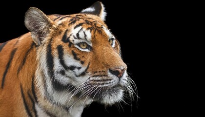 Fototapeta premium Majestic Bengal Tiger Stalking Through Lush Jungle, Vibrant Greens and Oranges Contrast with the Powerful Predators Intense Gazes, Capturing the Wild Beauty of the Indian Subcontinent.