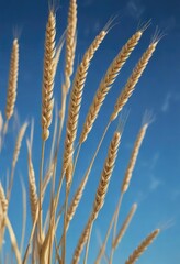 Softly swaying wheat stalks against a brilliant blue backdrop, wheat, blue sky