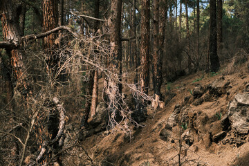 Sun-dappled forest floor with gnarled trees and exposed roots.  Dry, earthy tones create a sense of wilderness and tranquility. Perfect for nature, travel, and environmental themes.