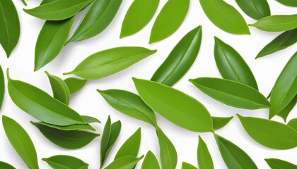 Naklejka premium Fresh Green Tea Leaves on White Background - Herbal Beverage Isolated with Clipping Path