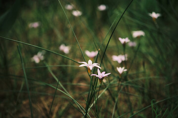 Delicate wildflowers bloom amongst tall grasses in a soft, natural light.  A serene and peaceful scene perfect for nature-themed projects.