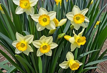 Obraz premium Vibrant Yellow Daffodils in a Lively Spring Garden