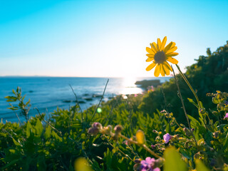 Low angle close up view of a yellow wild flower on a coastal hillside with blue sky and ocean in...