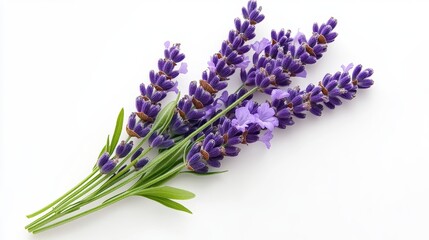 Fototapeta premium Purple Lavender Bouquet on White Background