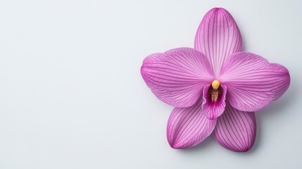 Fototapeta premium Purple Orchid Blossom on White Background