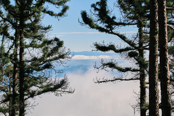 Majestic pine trees frame a breathtaking view of distant mountains veiled in a sea of clouds. A serene and peaceful landscape perfect for nature lovers and travel enthusiasts.