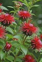 Close-Up of Vibrant Red Monarda Didyma Flowers in Full Bloom