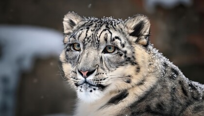 Majestic Snow Leopard in Wintery Himalayan Landscape, Striking Pose with White Fur Glowing Against IceCapped Mountains Backdrop.