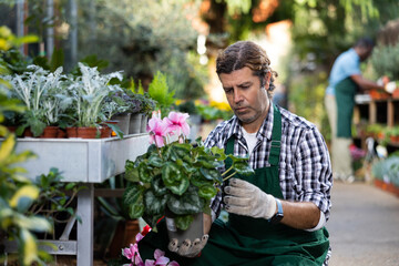 European gardener working in a flower hothouse inspects Cyclamen in pots for the presence of flower...