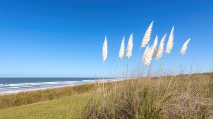 Obraz premium Pampas grass sways on coastal dune, ocean view