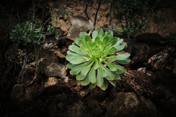 Fototapeta premium Stunning close-up of a vibrant green succulent plant thriving amidst dark, rocky terrain. The plant's intricate details and the contrast with its surroundings create a captivating natural scene.