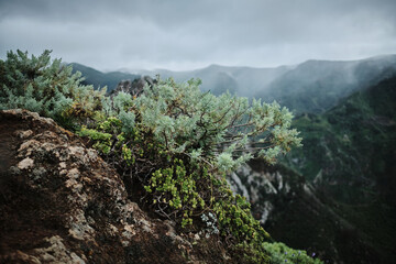 Dramatic mountain landscape with resilient plants clinging to a rocky outcrop. Moody atmospheric...