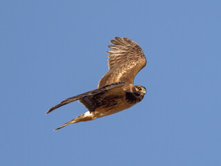 An immature or female Northern Harrier close up in flight