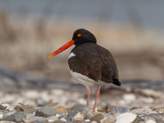 An adult American Oystercatcher standing on a shingle beach