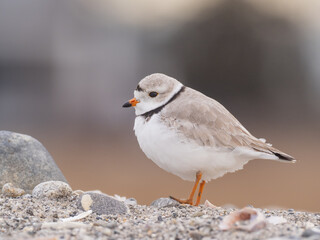 An adult Piping Plover standing on a sandy, pebbly beach
